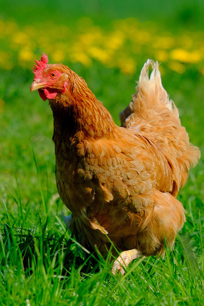 Chicken Food For A Healthy Flock