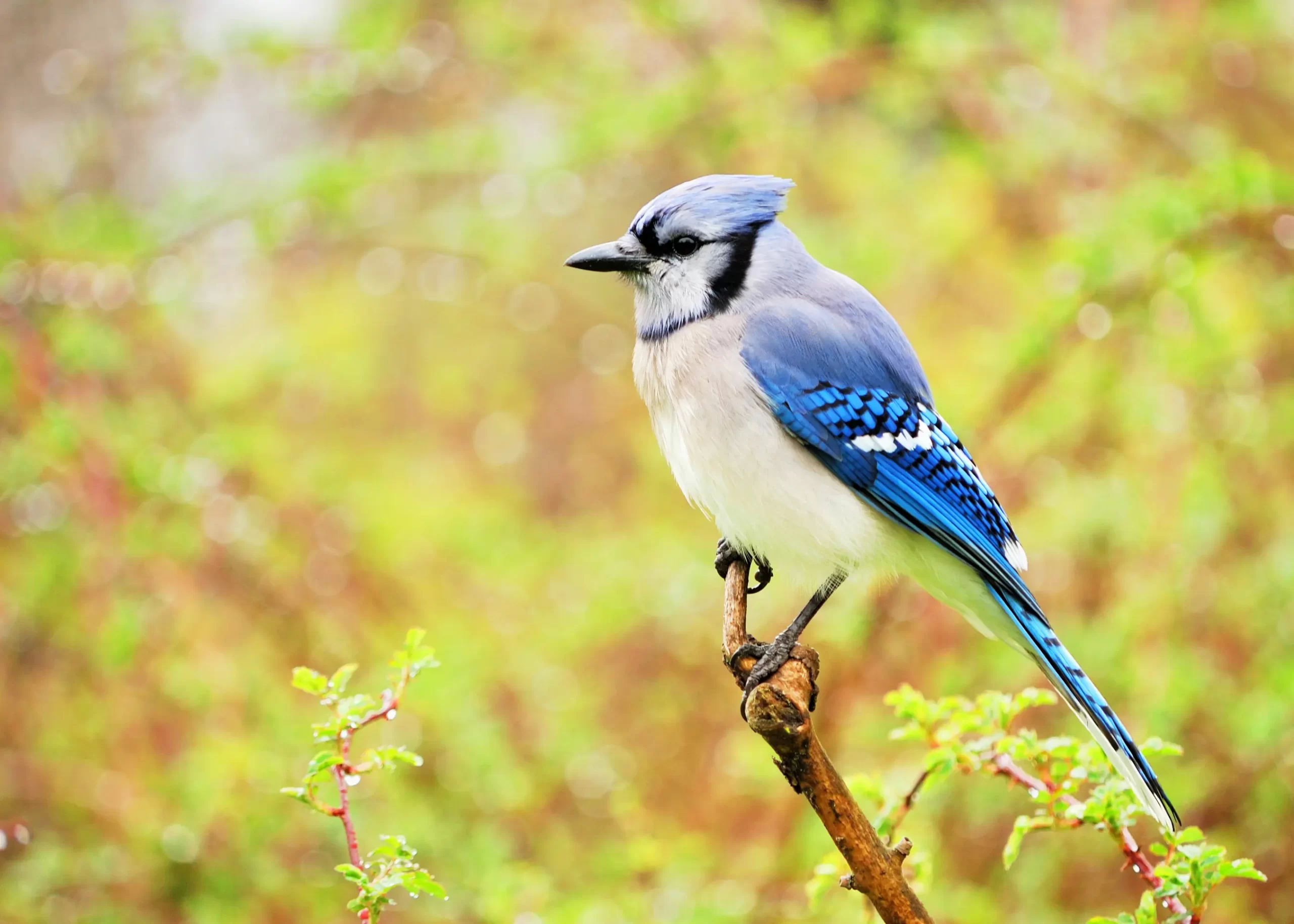 Blue Jay Diet, Habitat, Migration Patterns, and More